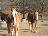 Horses at Biltmore