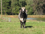 Brahman cow in Buck Shoals