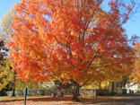 Fall in Old Salem, Winston-Salem