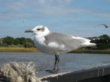 Seagull - Southport Ferry